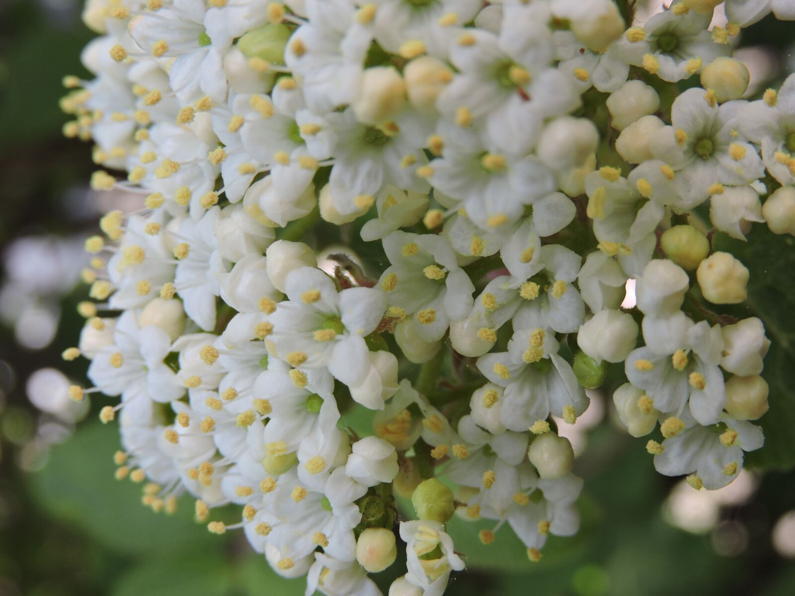 Nikon Coolpix P600 sample photo. Flower, white, green photography