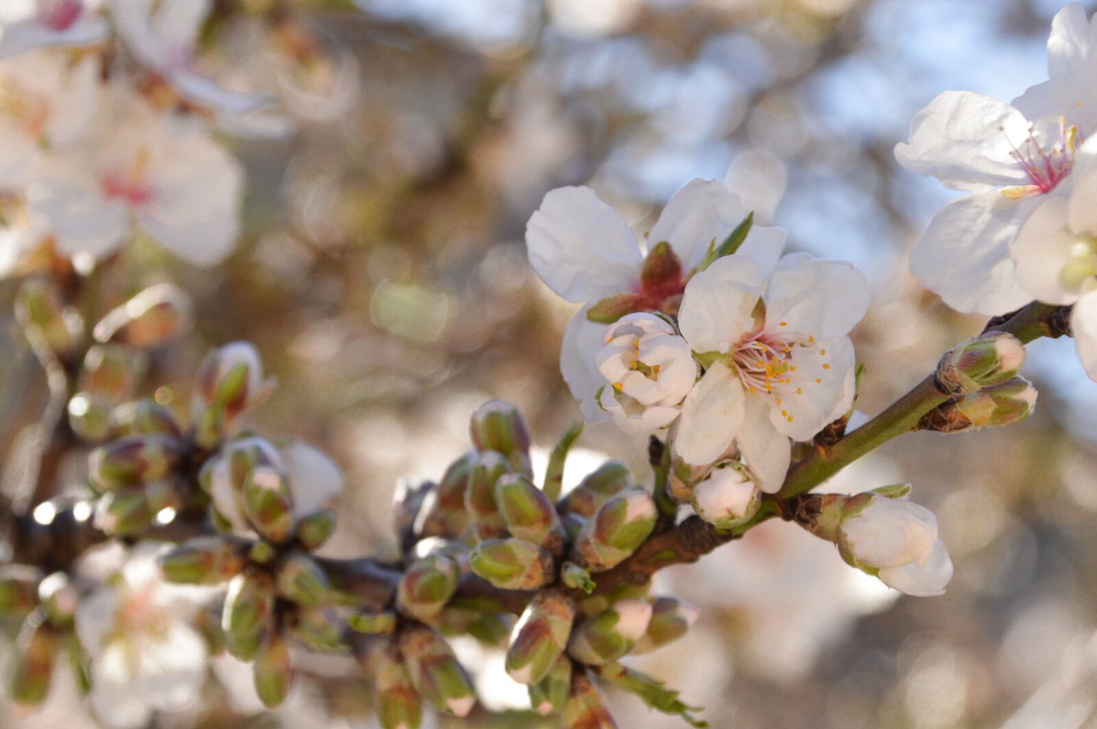 Nikon D3200 sample photo. Nature, tree, blossom photography
