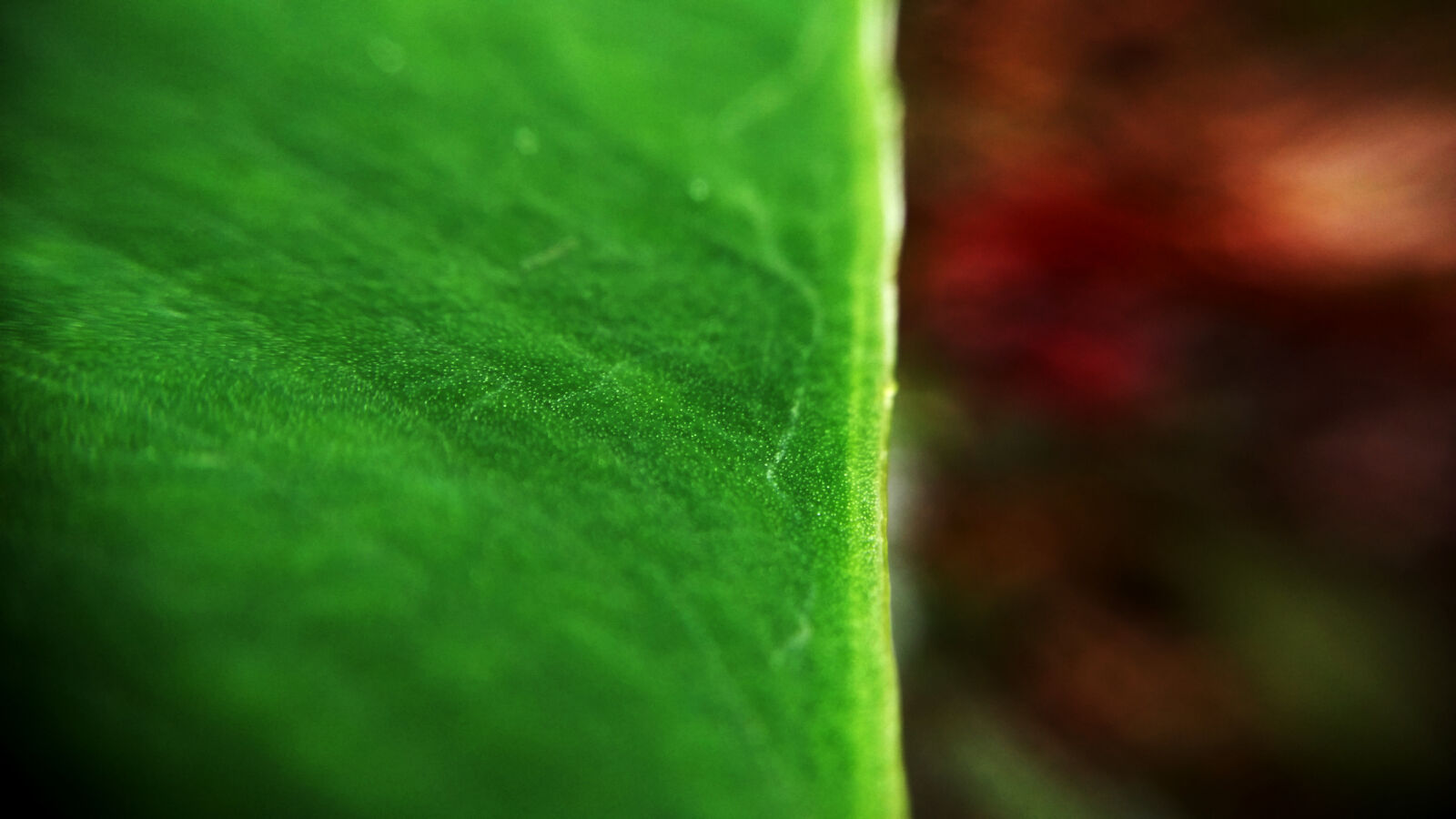 Xiaomi MI3 sample photo. Evergreen, green, green, leaves photography