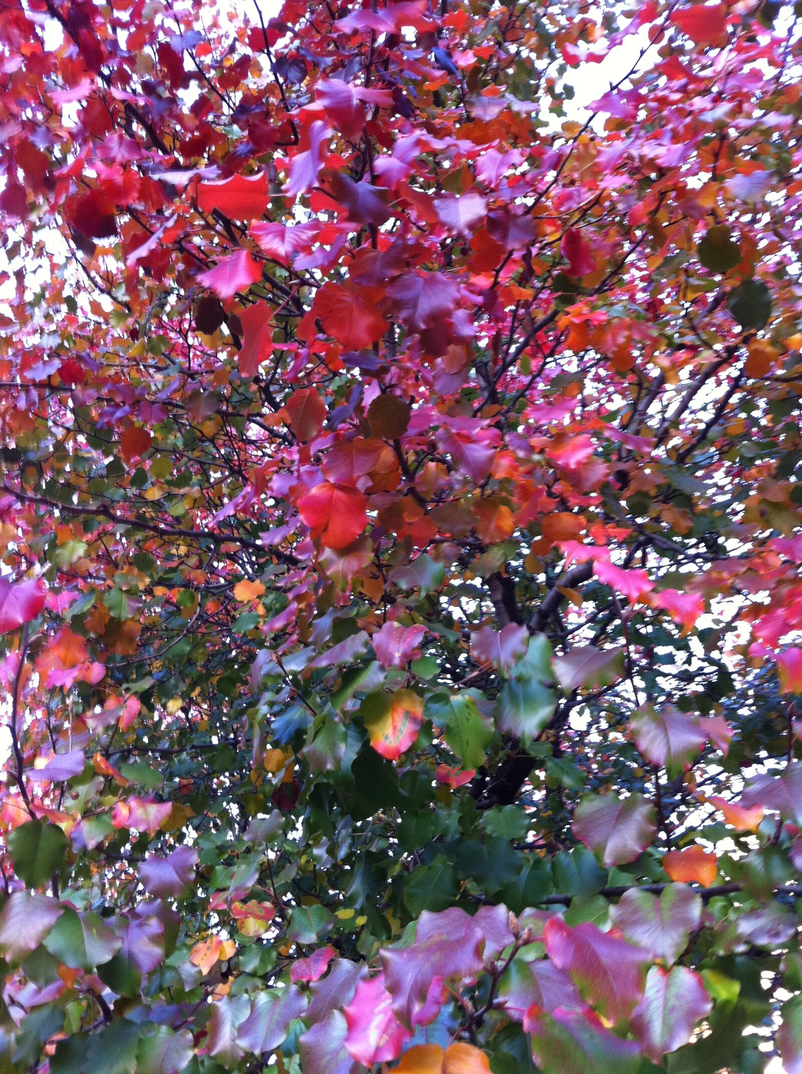 Apple iPhone 4 sample photo