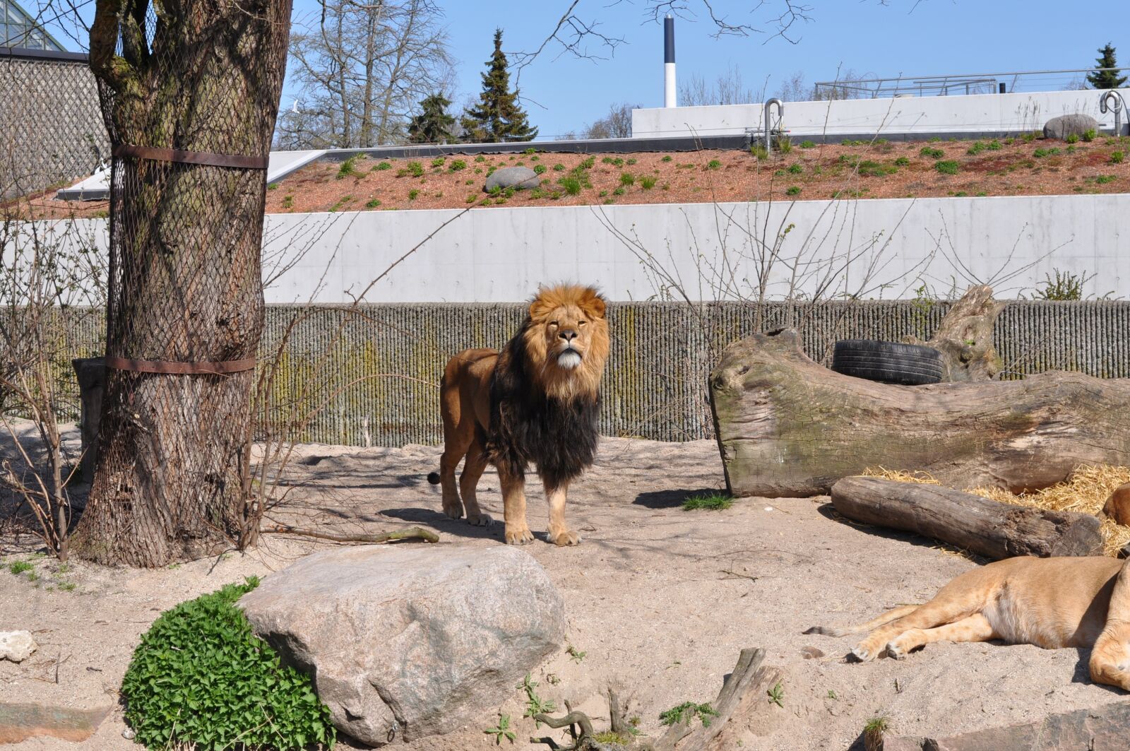 Nikon D5000 sample photo. Zoo, male lion, expensive photography