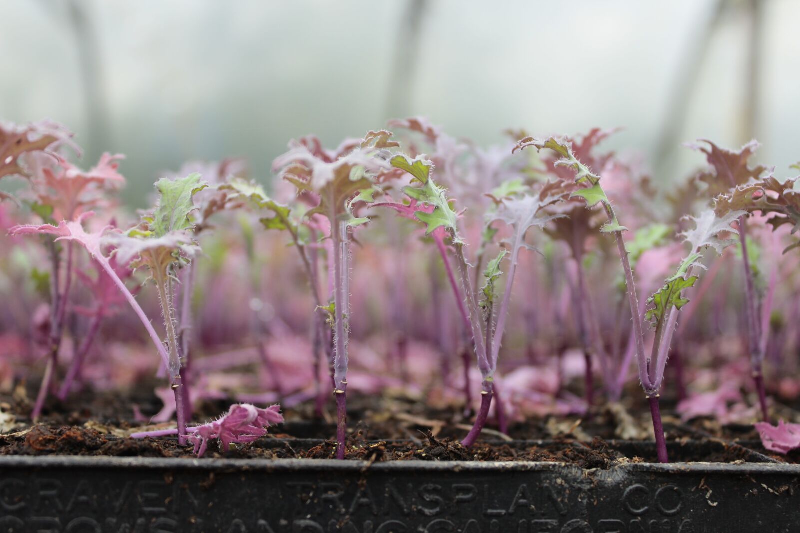 Canon EF-S 18-55mm F3.5-5.6 IS sample photo. Kale, pink, plants photography