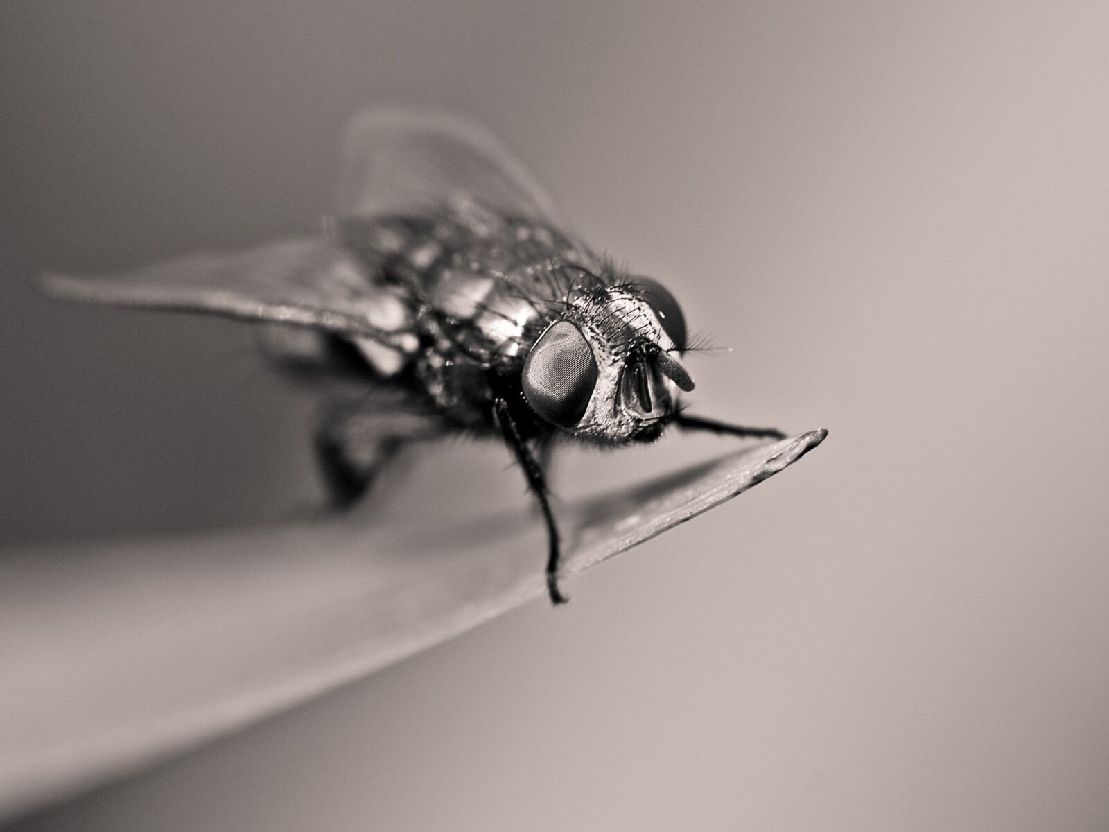 Nikon D300 sample photo. Fly, insect, macro photography