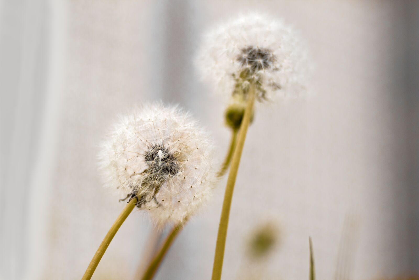 Canon EOS 700D (EOS Rebel T5i / EOS Kiss X7i) sample photo. Nature, flower, photography photography