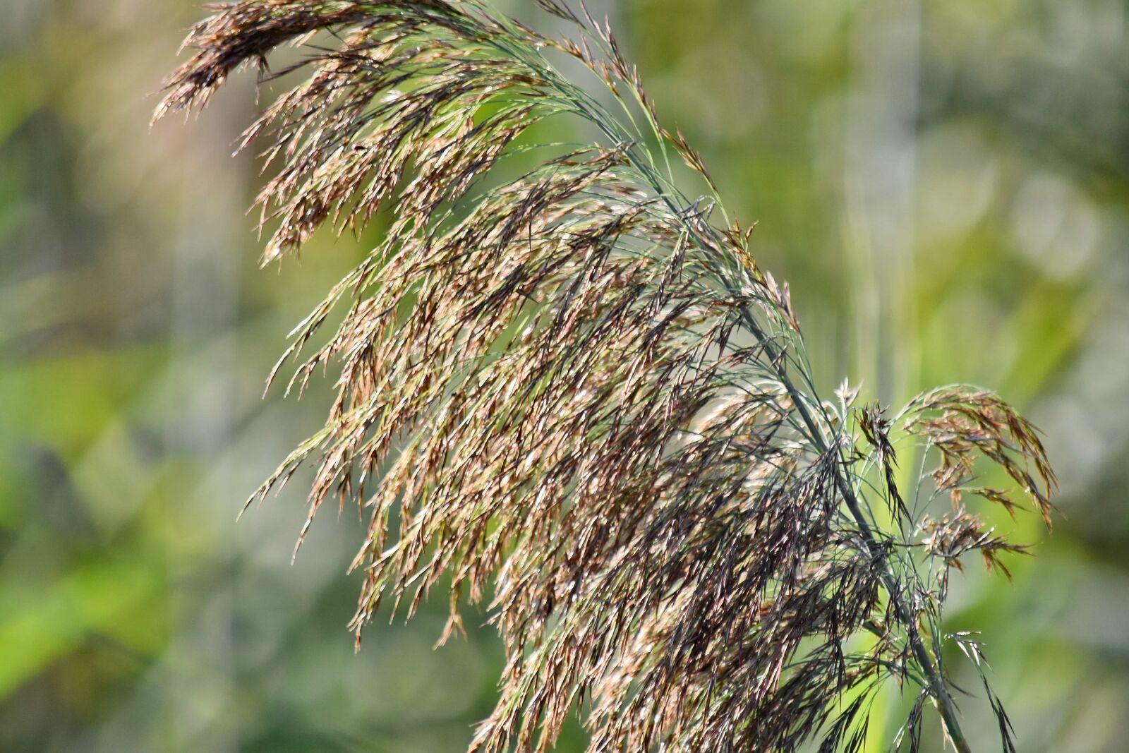 Nikon D5500 sample photo. Grass, high, marshland, summer photography