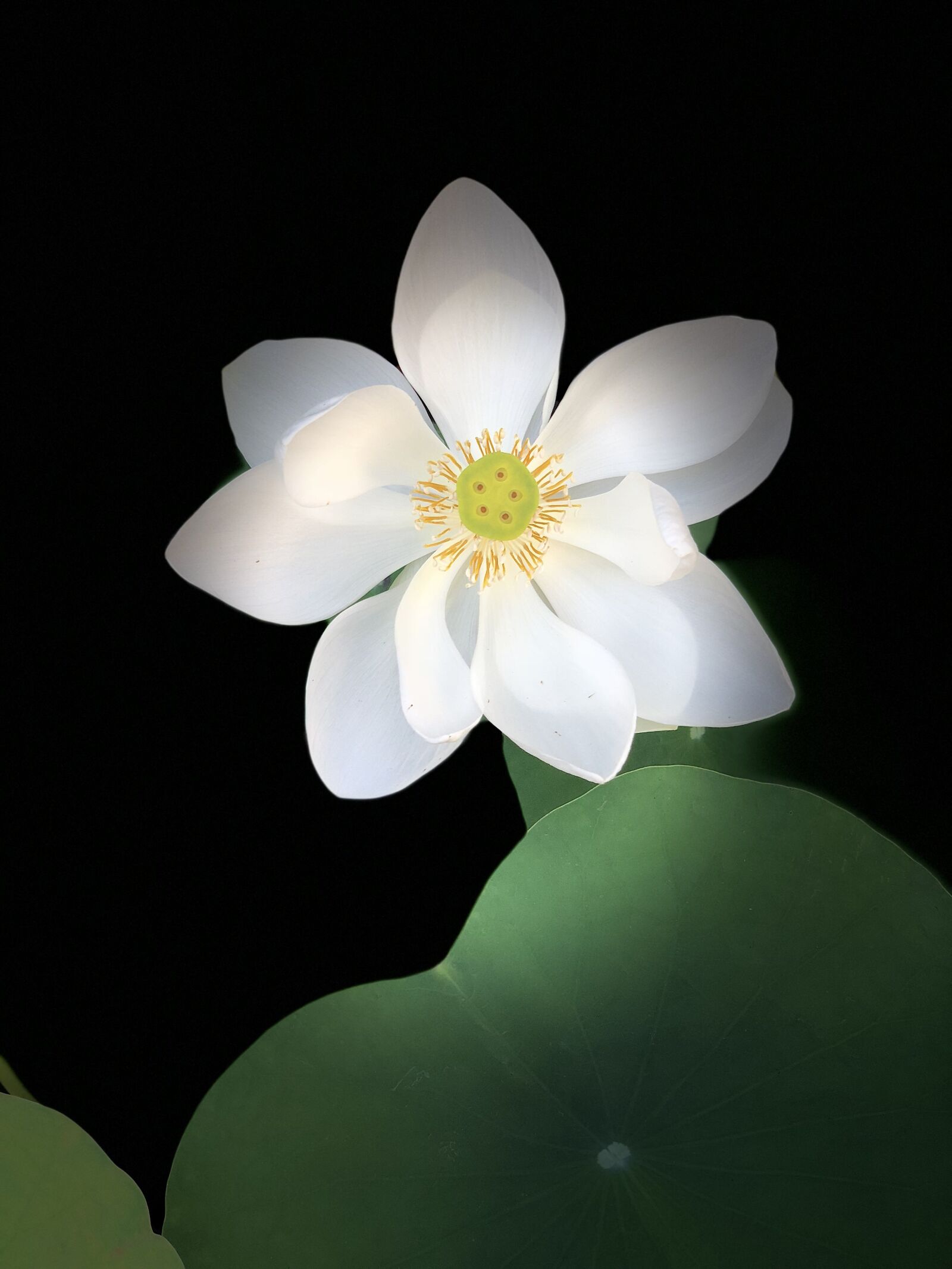 iPhone X back dual camera 6mm f/2.4 sample photo. Black background, lotus, outstanding photography