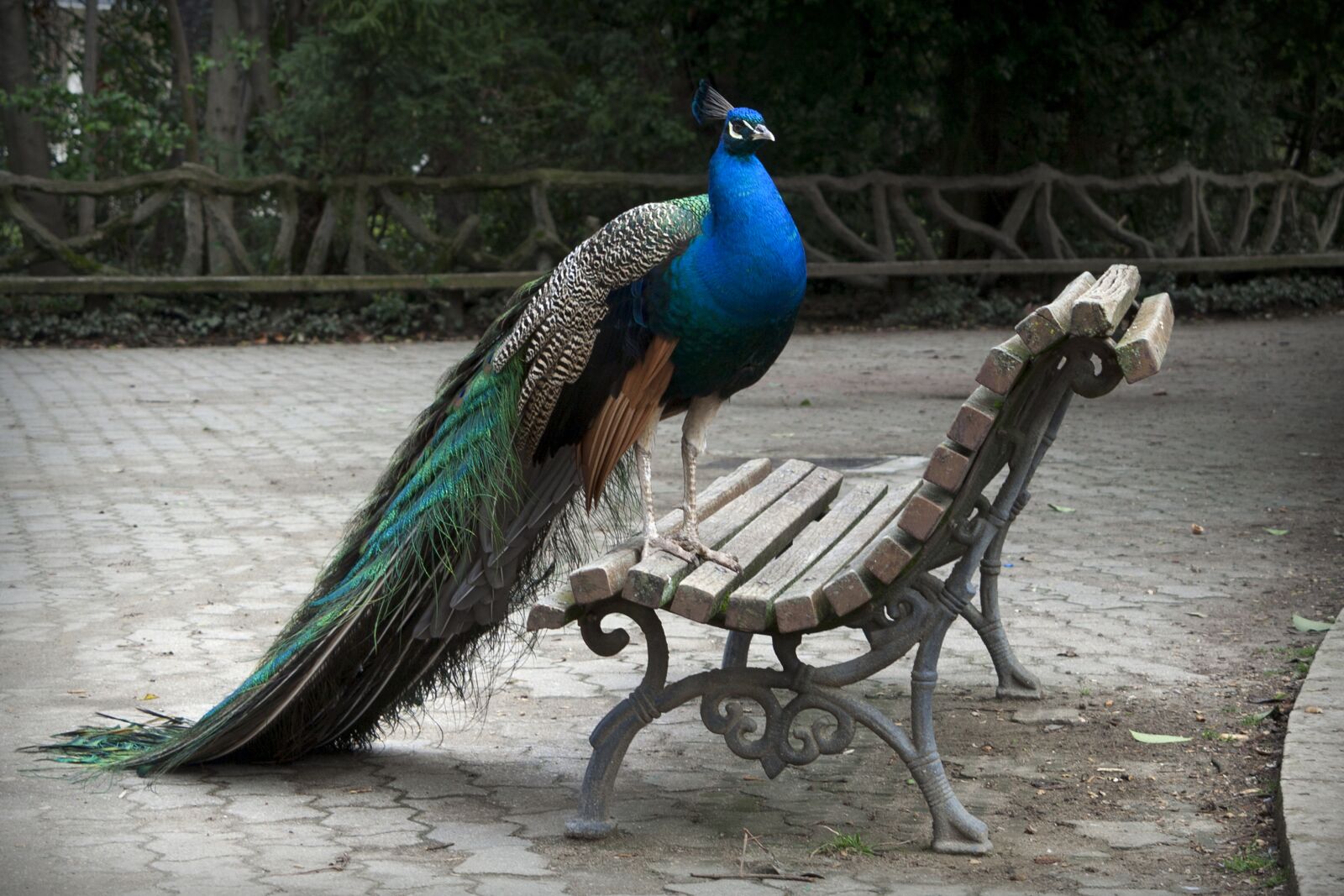 Canon EOS 350D (EOS Digital Rebel XT / EOS Kiss Digital N) sample photo. Peacock, plumage, colorful photography