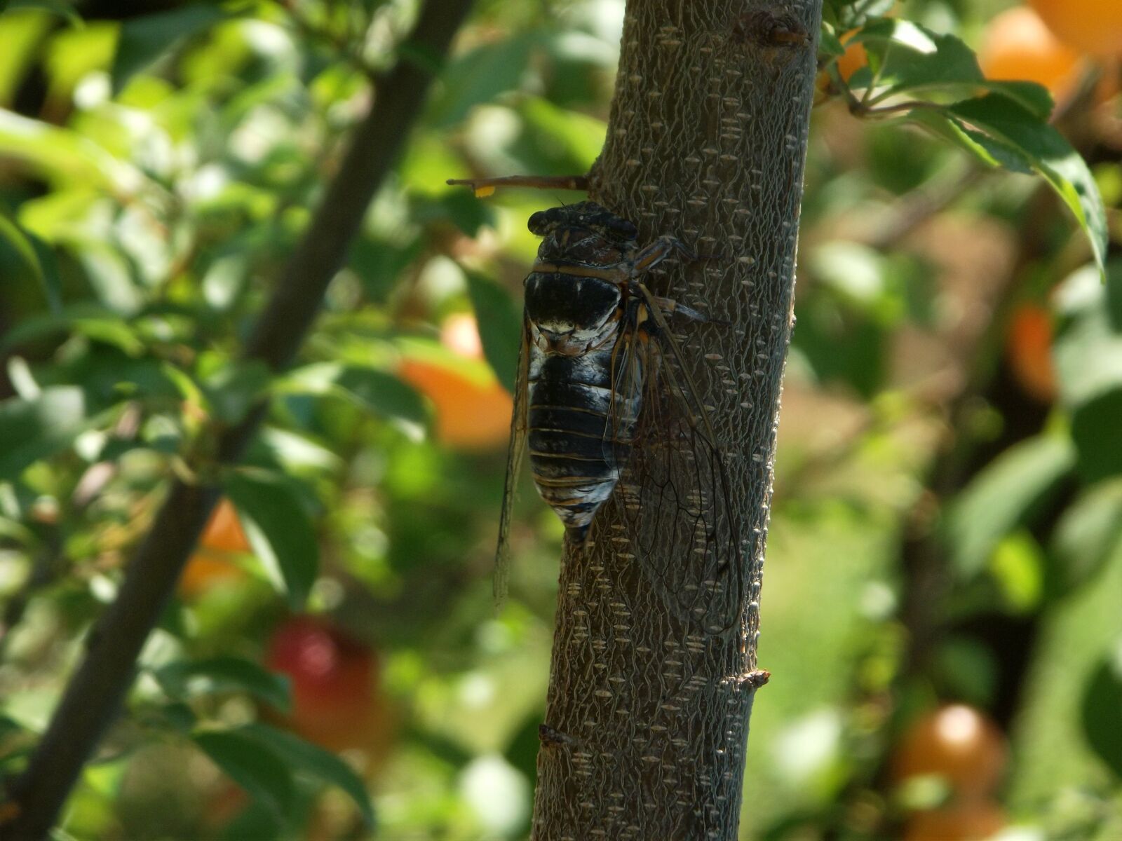 FujiFilm FinePix S2950 (FinePix S2990) sample photo. Nature, insect, animal photography