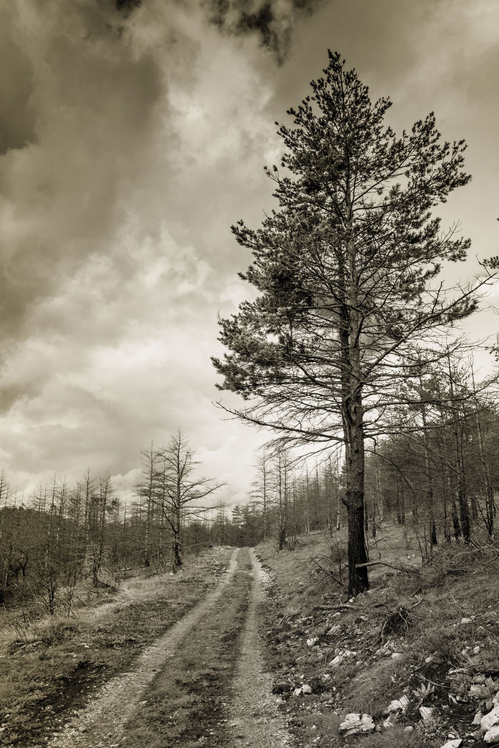 Nikon D7100 sample photo. Tree, outdoor, forest photography