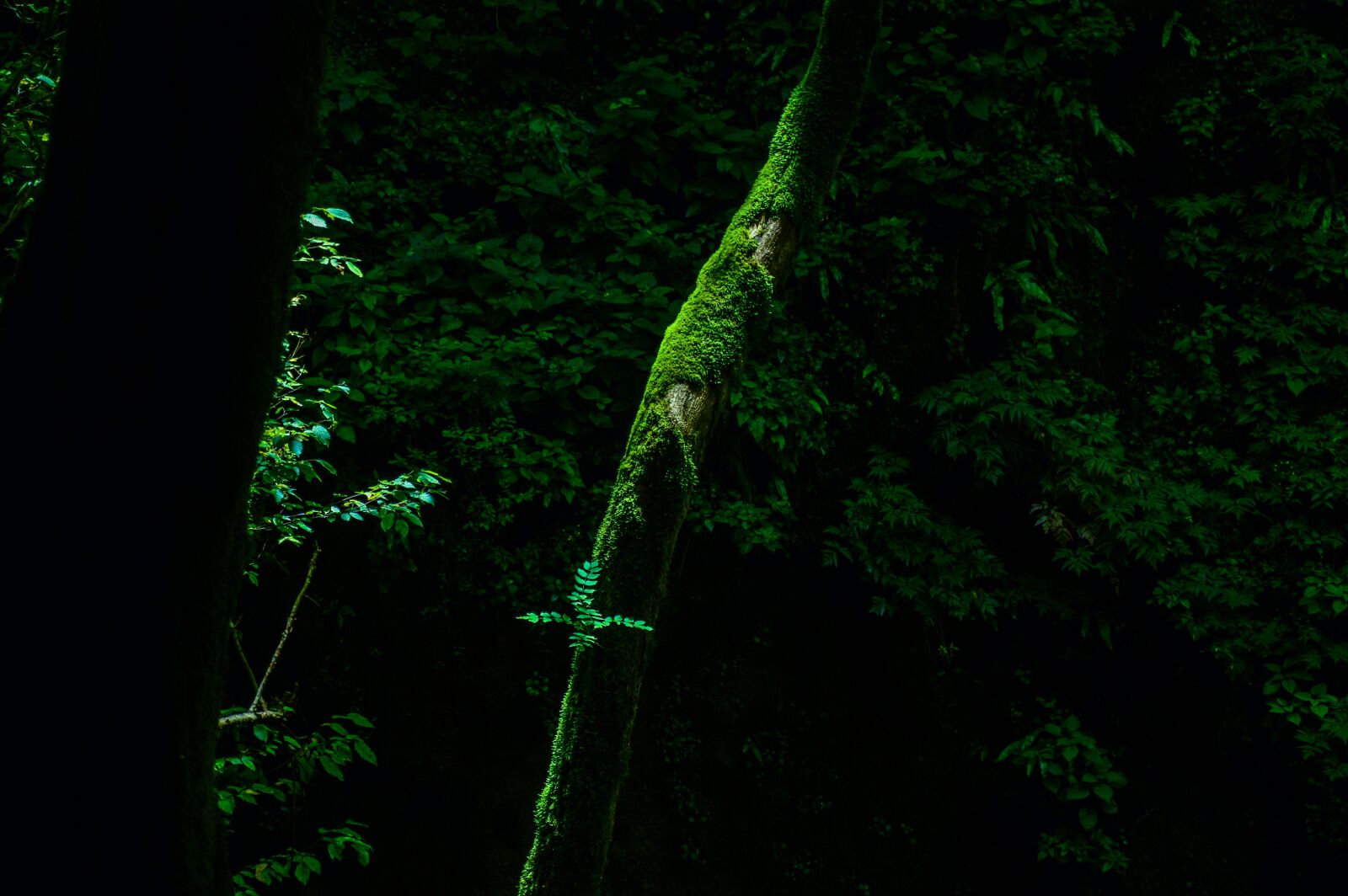 Nikon D3200 sample photo. Forest, dark, green photography
