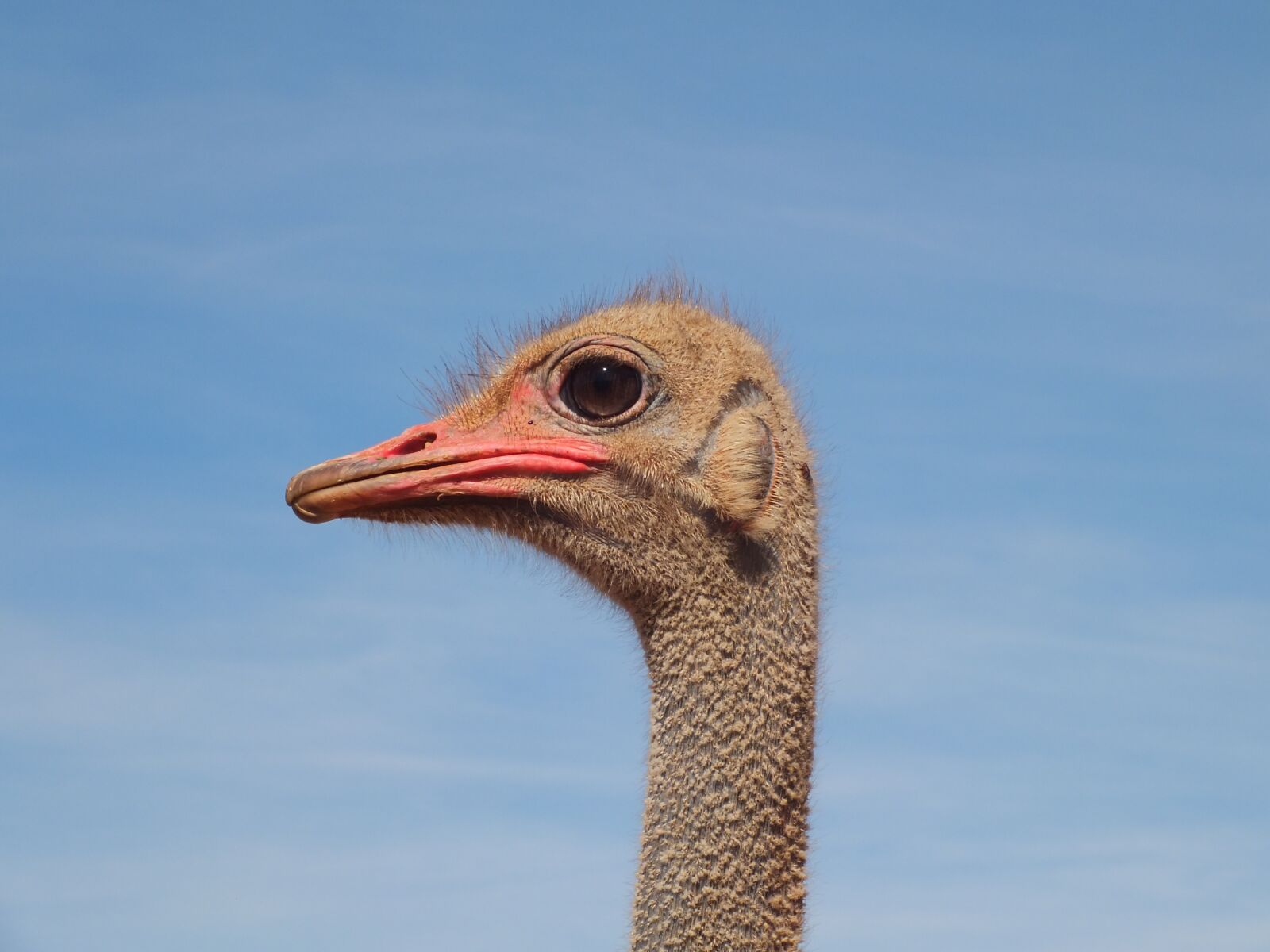 FujiFilm FinePix HS20 EXR (FinePix HS22 EXR) sample photo. Bird, animal world, neck photography