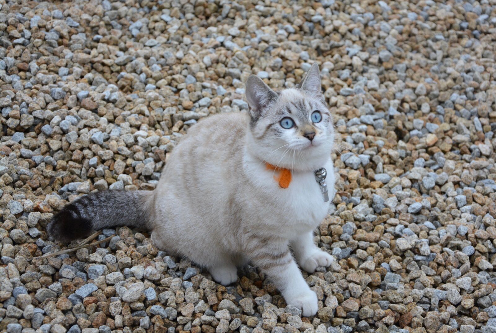 Nikon D5200 sample photo. Cat, kitten, pussy photography