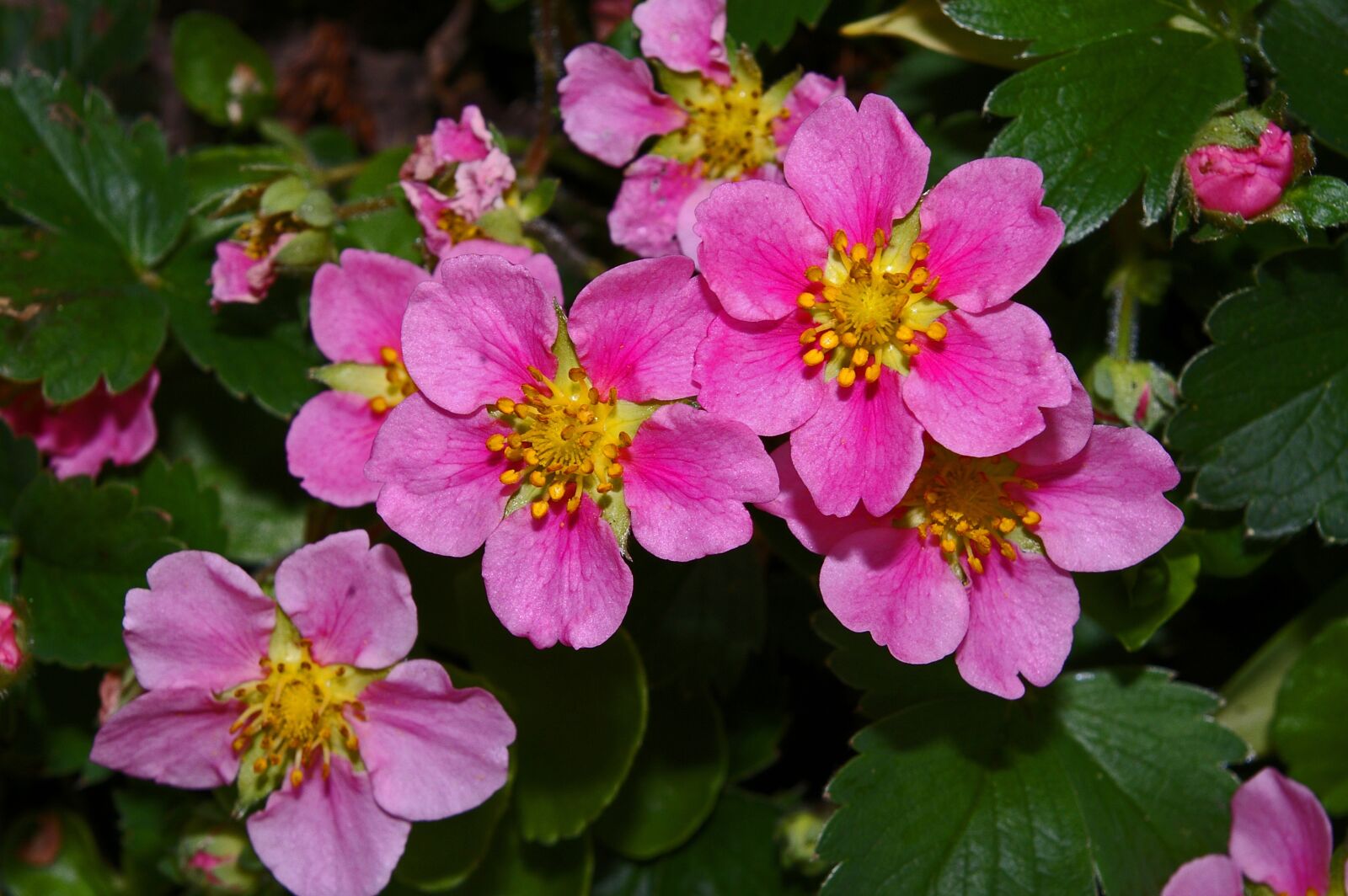 Pentax *ist DL2 sample photo. Ground cover, ornamental strawberry photography