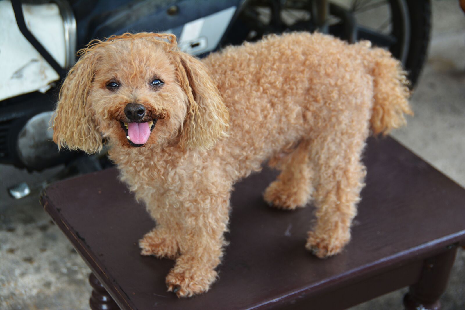Nikon D5200 sample photo. Dog, canine, puppy photography