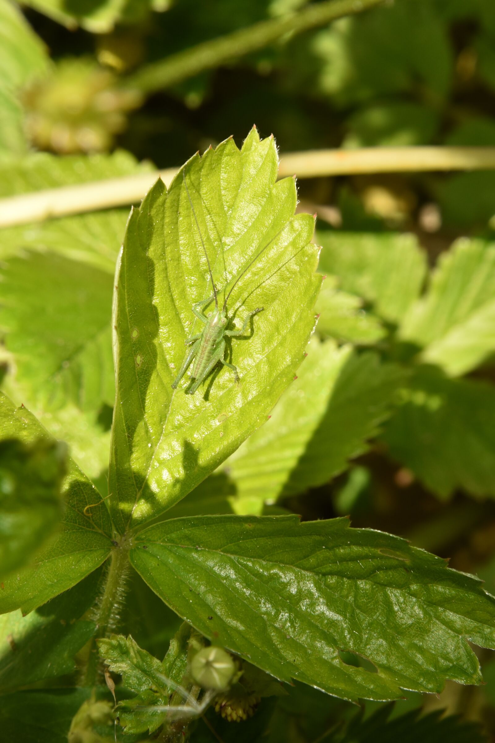 Nikon D810 sample photo. Grasshopper, nature, insect photography