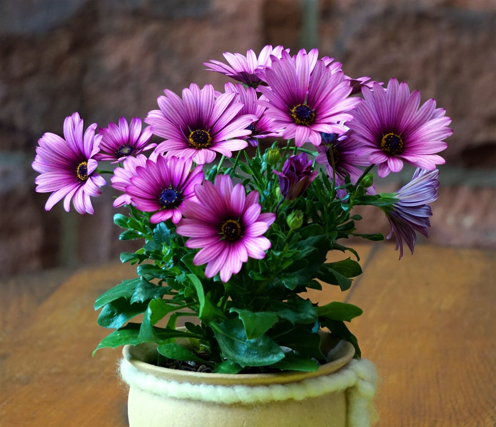 Sony Alpha a5000 (ILCE 5000) + Sony E 55-210mm F4.5-6.3 OSS sample photo. Flowers, blue, blossom photography