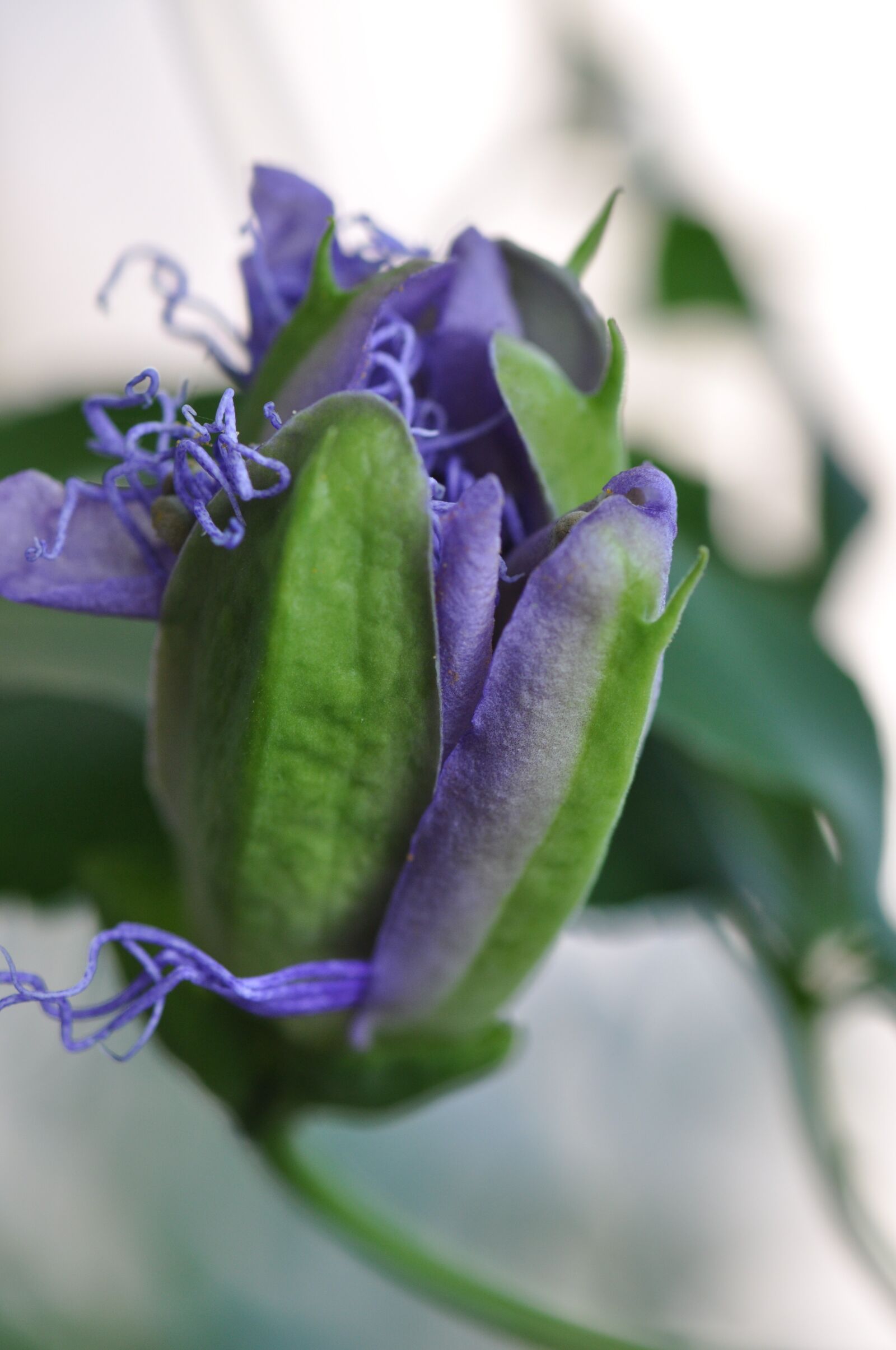 Nikon D90 sample photo. Violet, flower, views photography