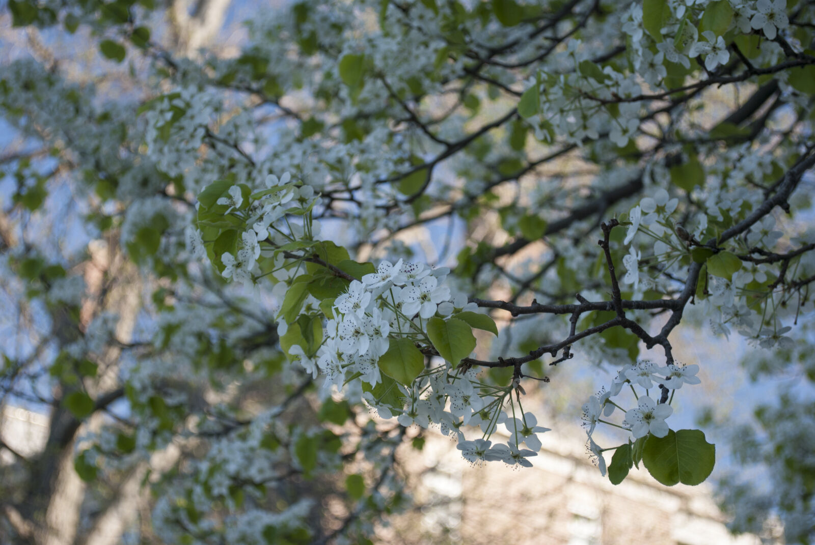 Nikon D3000 sample photo