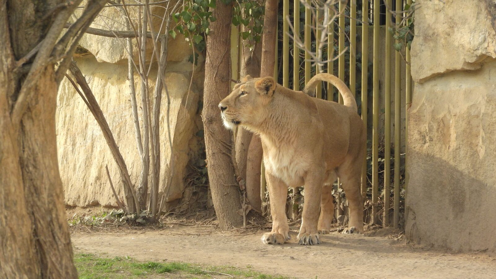 Nikon Coolpix P610 sample photo. Lioness, the prague zoo photography