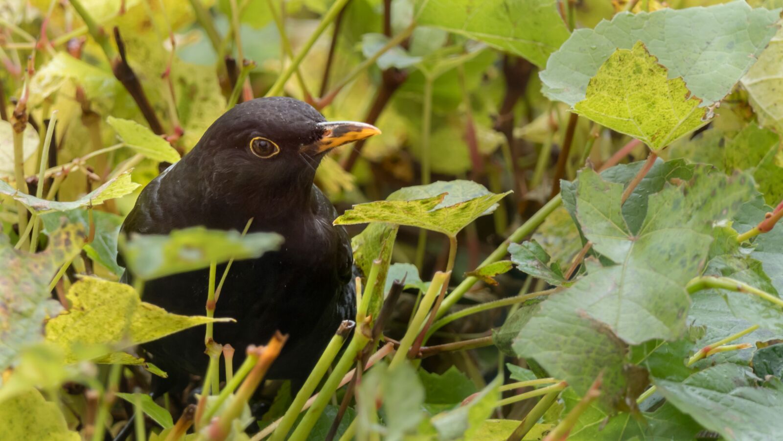 Panasonic Lumix DMC-FZ2500 (Lumix DMC-FZ2000) sample photo. Blackbird, bird, wine photography