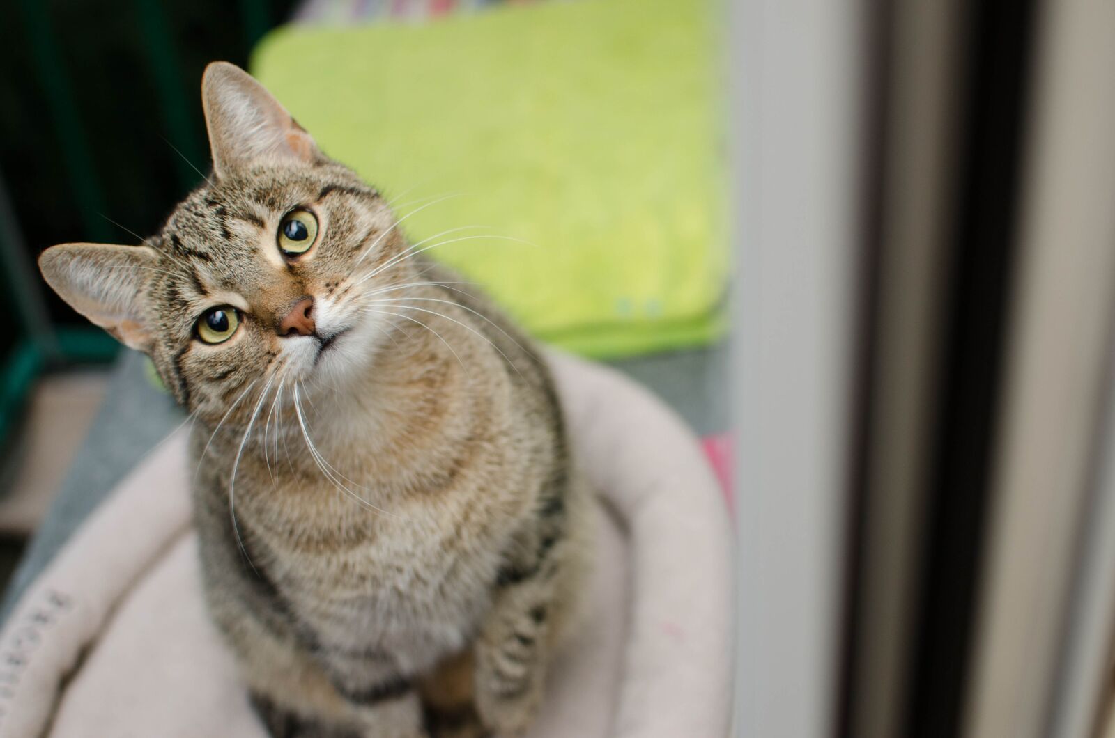 Nikon D7000 sample photo. Cat, bury cat, tabby photography