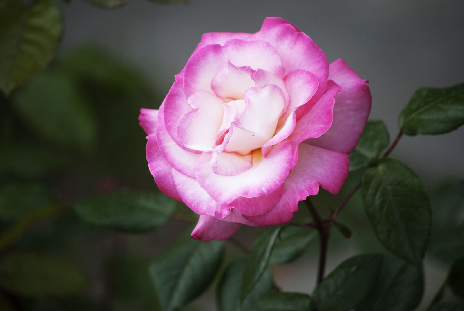 Nikon D3000 sample photo. Flower, pink, gentle photography