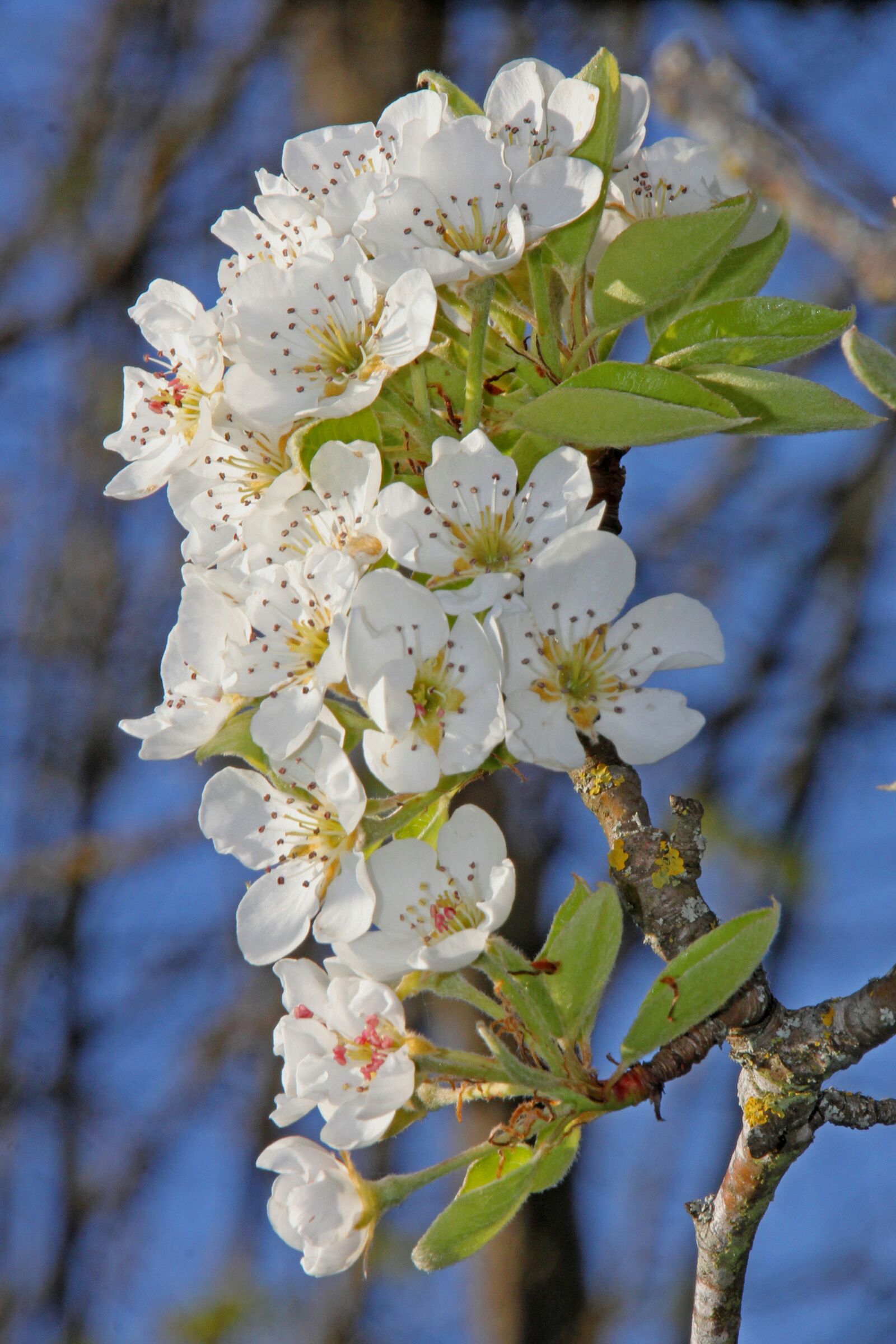 Canon EOS 60D sample photo. Pear blossom, pear, branch photography