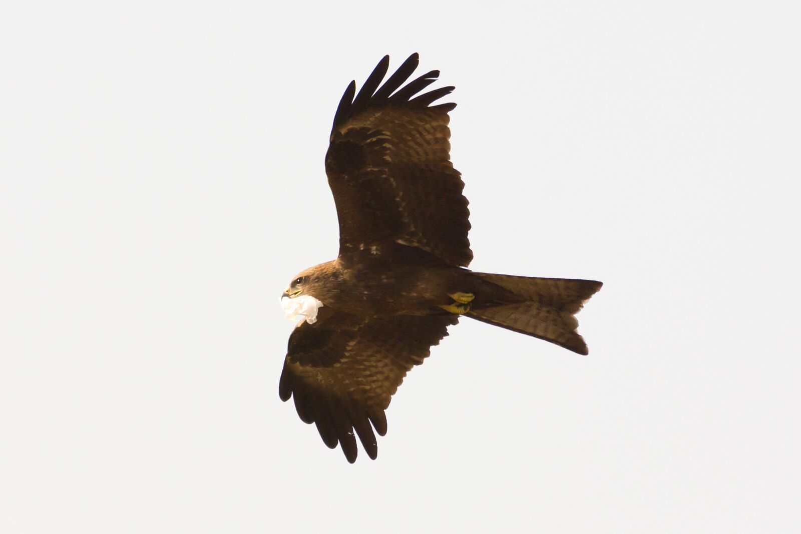Nikon D7200 sample photo. Bird, wings, animal photography