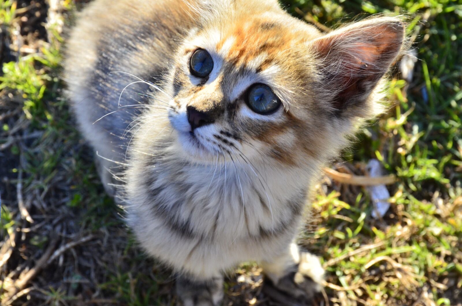 Nikon D7000 sample photo. Cat, cute, animal photography