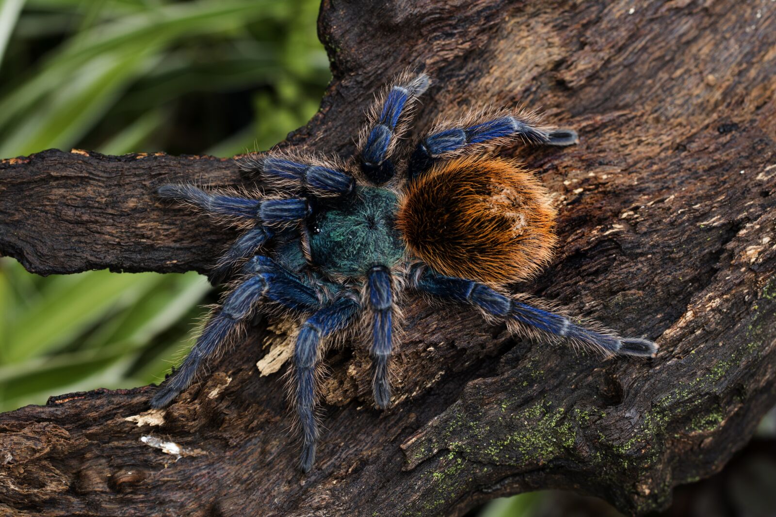 Canon EF 100mm F2.8L Macro IS USM sample photo. Chromatopelma cyaneopubescens, green bottle photography