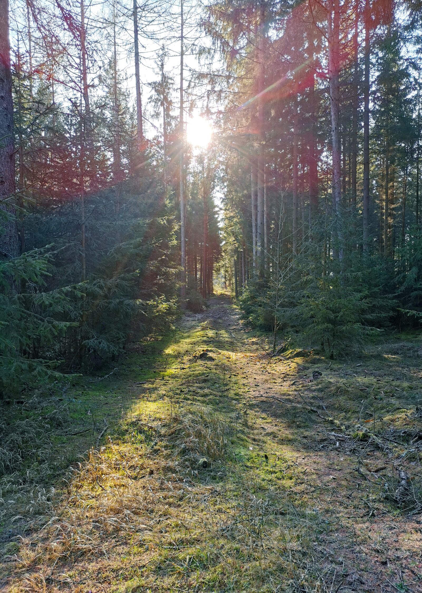 HUAWEI P30 sample photo. Forest, sun, nature photography