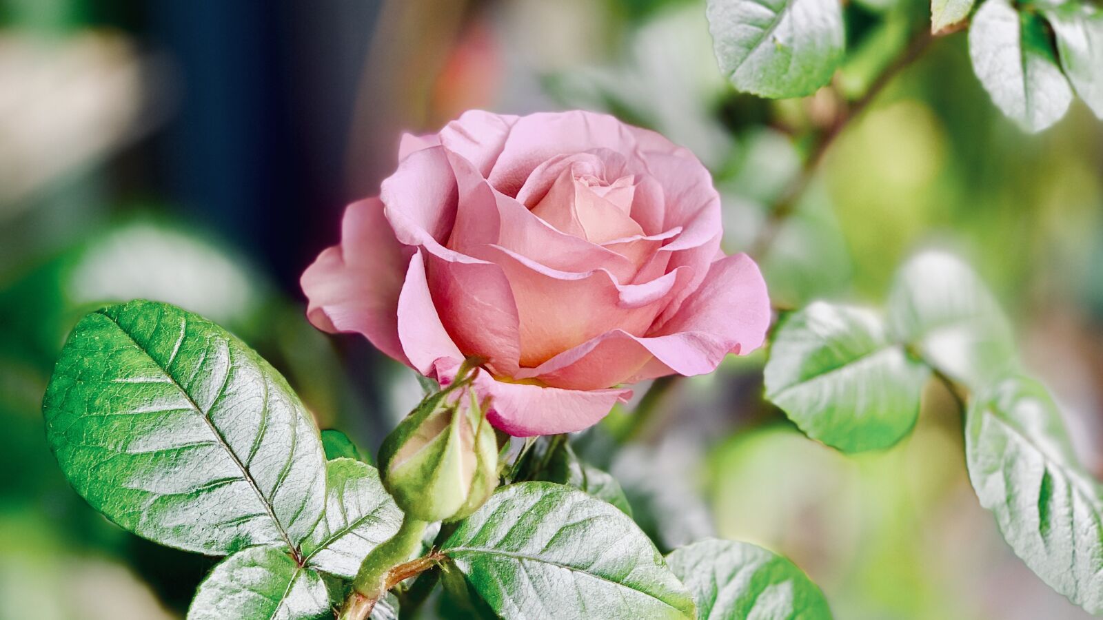 iPhone XS back dual camera 6mm f/2.4 sample photo. Pink, flower, nature photography
