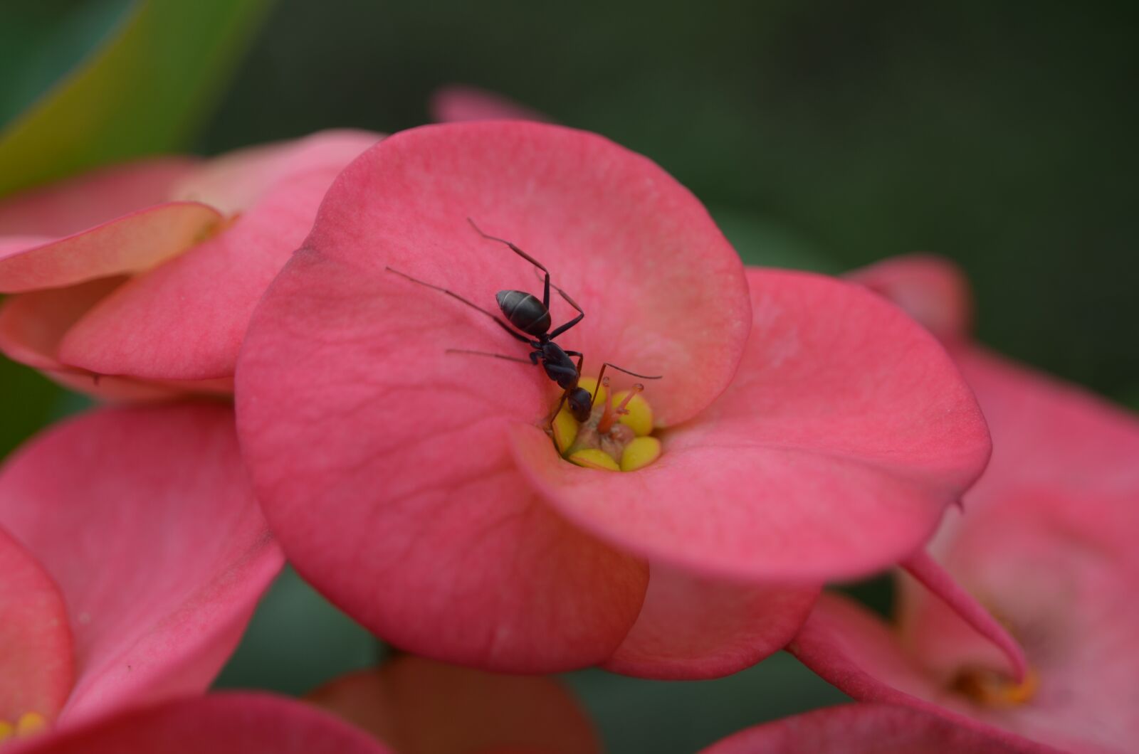 Nikon D7000 sample photo. Flower, ant, nature photography