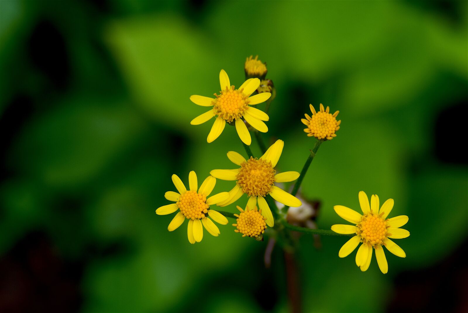Nikon D3300 sample photo. Yellow, flower, nature photography