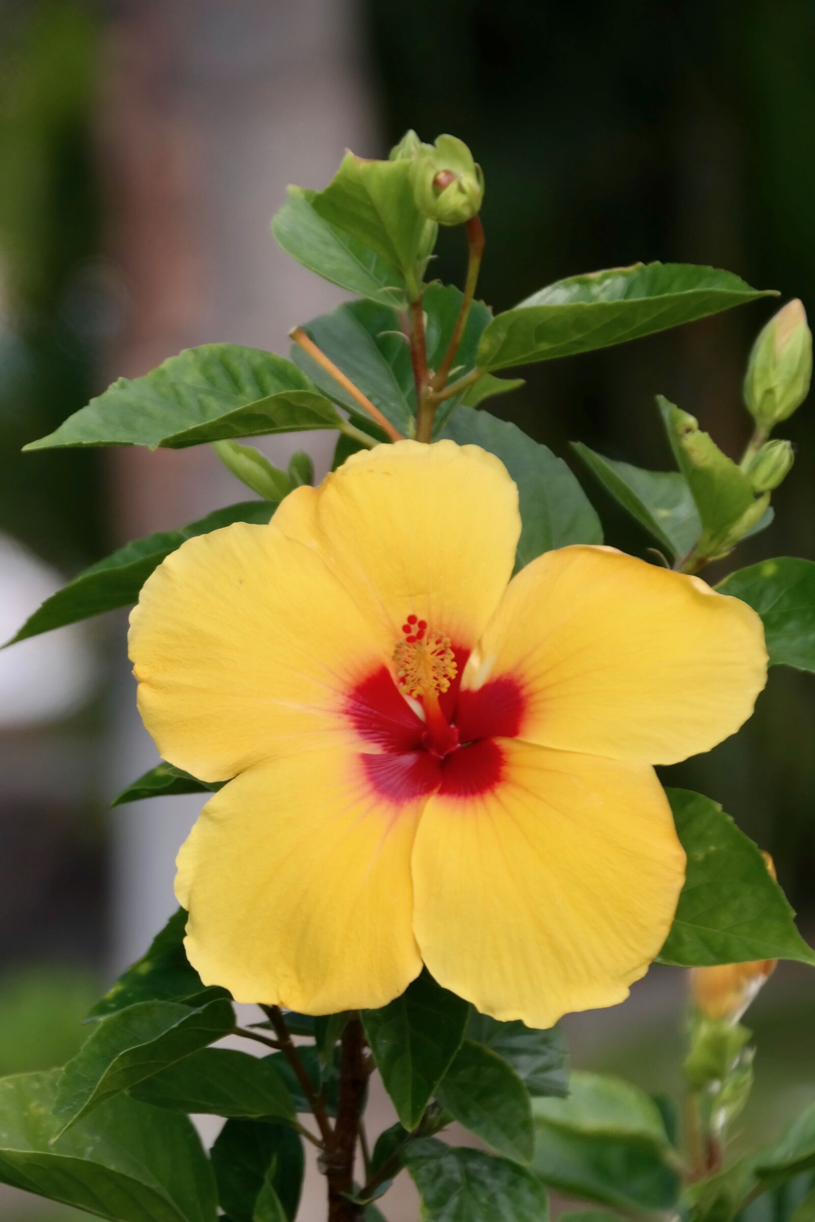 Samsung NX300 sample photo. Hibiscus, blossom, bloom photography