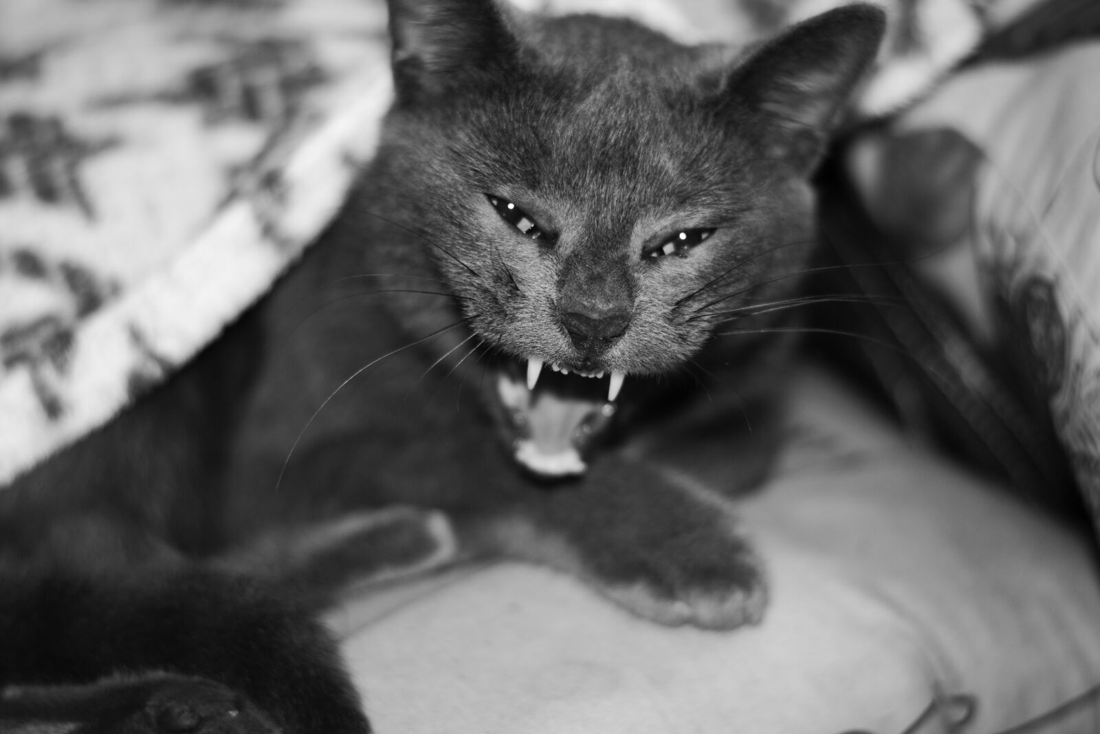 Nikon D5300 sample photo. Cat, kitten, animal photography