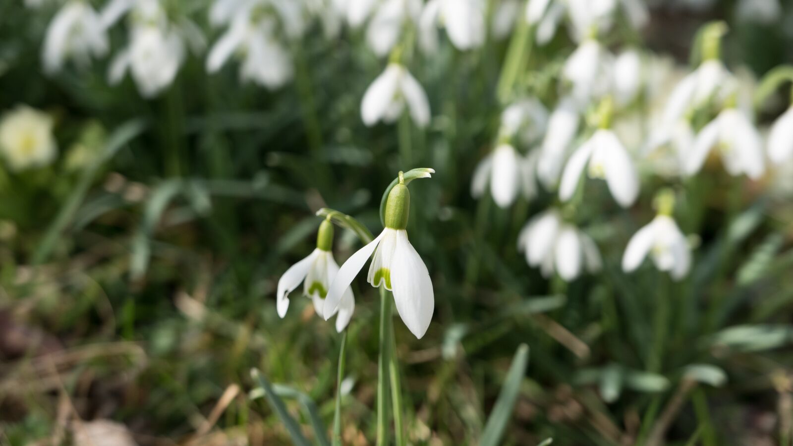 Panasonic Lumix DMC-LX100 sample photo. Snowdrop, spring, white photography