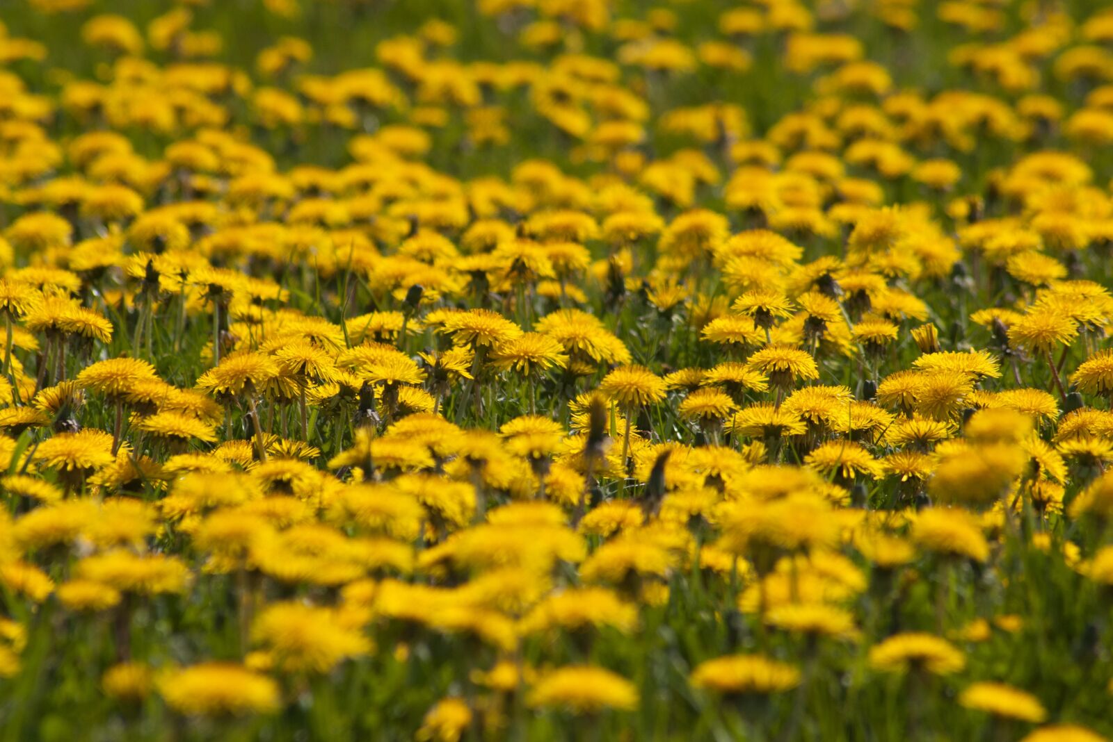 Pentax K100D + Sigma sample photo. Flower, flower field, dandelion photography