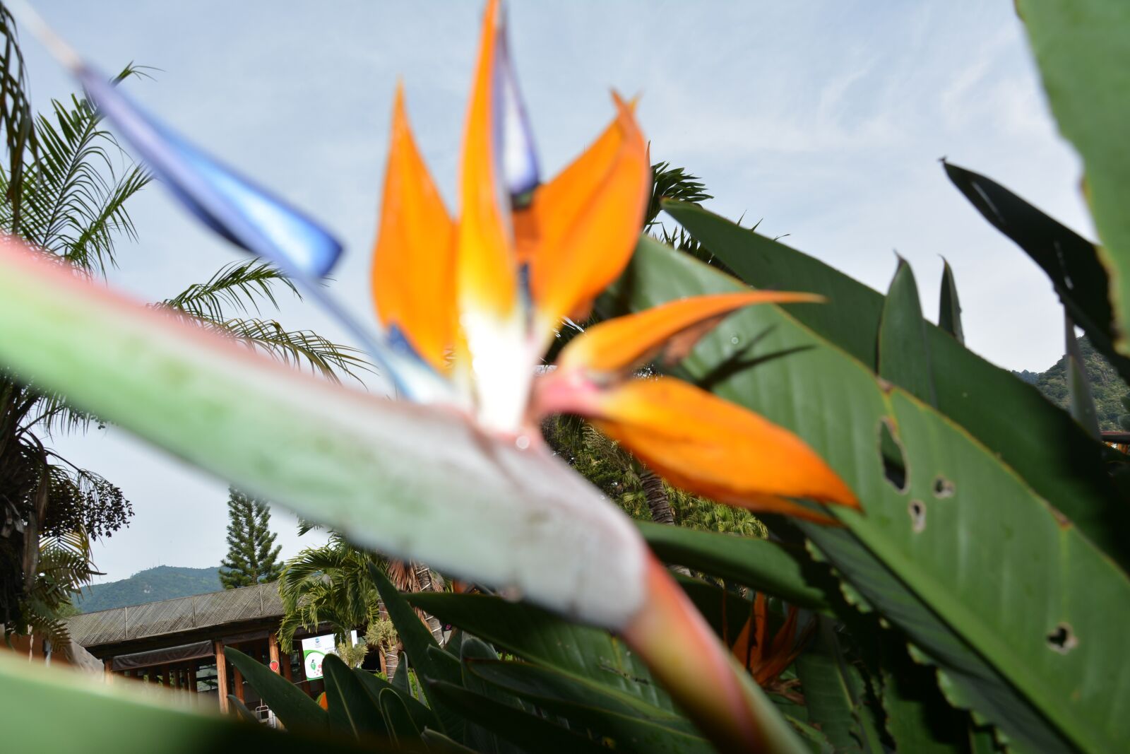 Nikon D7100 sample photo. Flower, exotic, nature photography