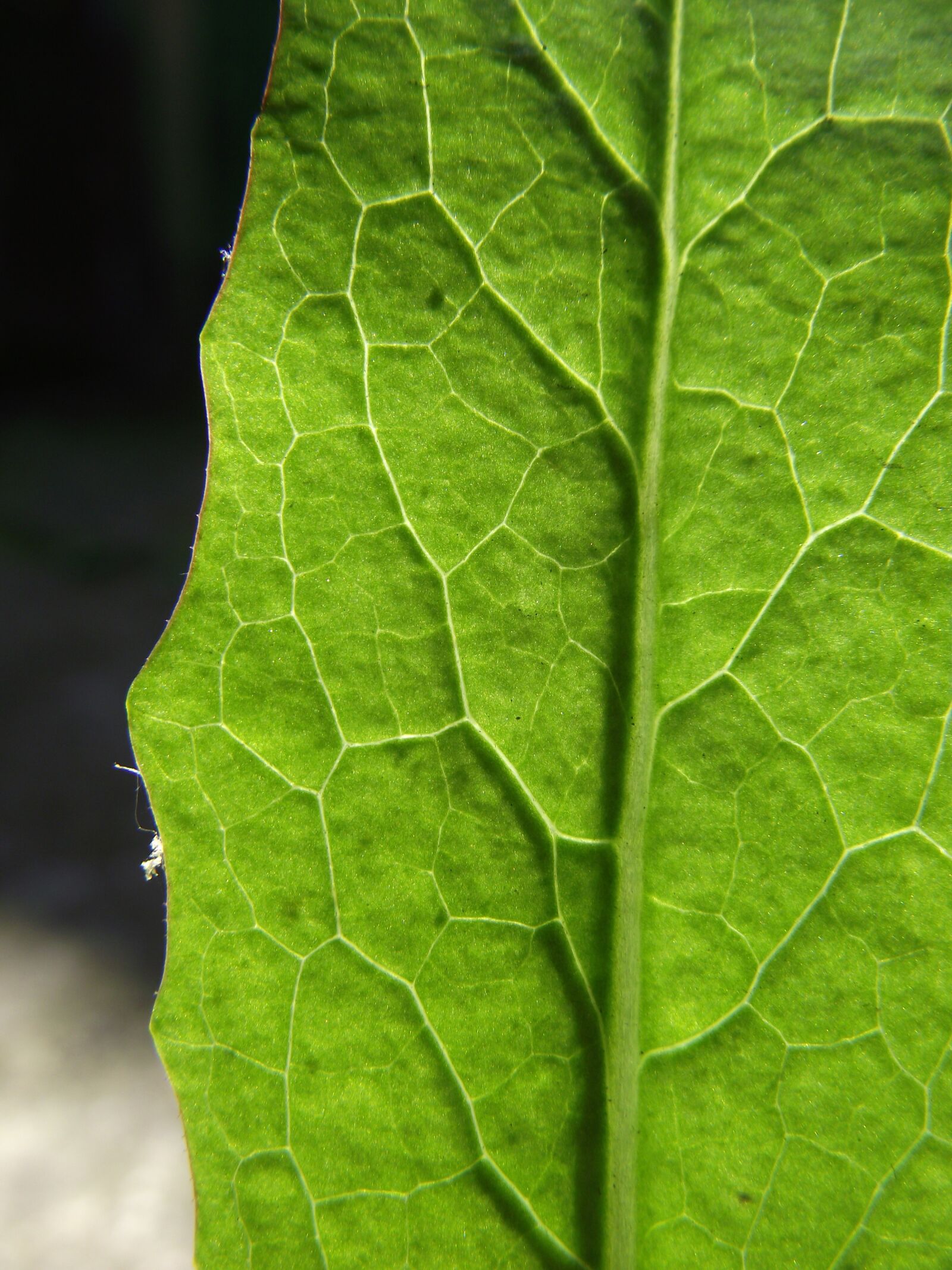 FujiFilm FinePix S1800 (FinePix S1880) sample photo. Common dandelion leaf, plant photography
