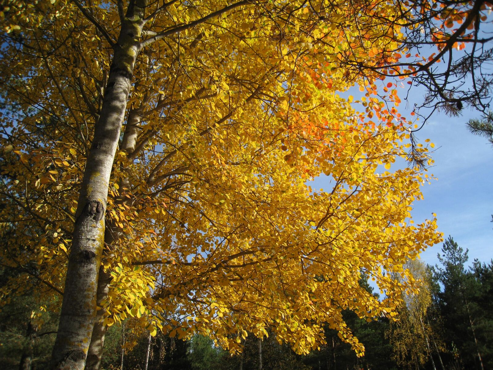 Canon DIGITAL IXUS 860 IS sample photo. Autumn, color, yellow photography