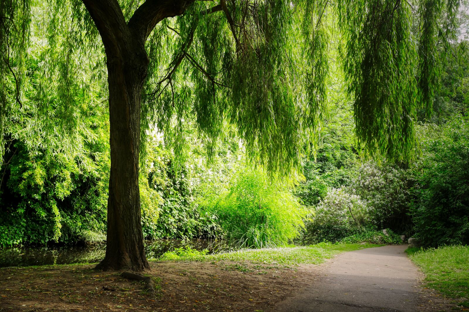 Panasonic Lumix DMC-GX8 sample photo. Park, away, walk photography