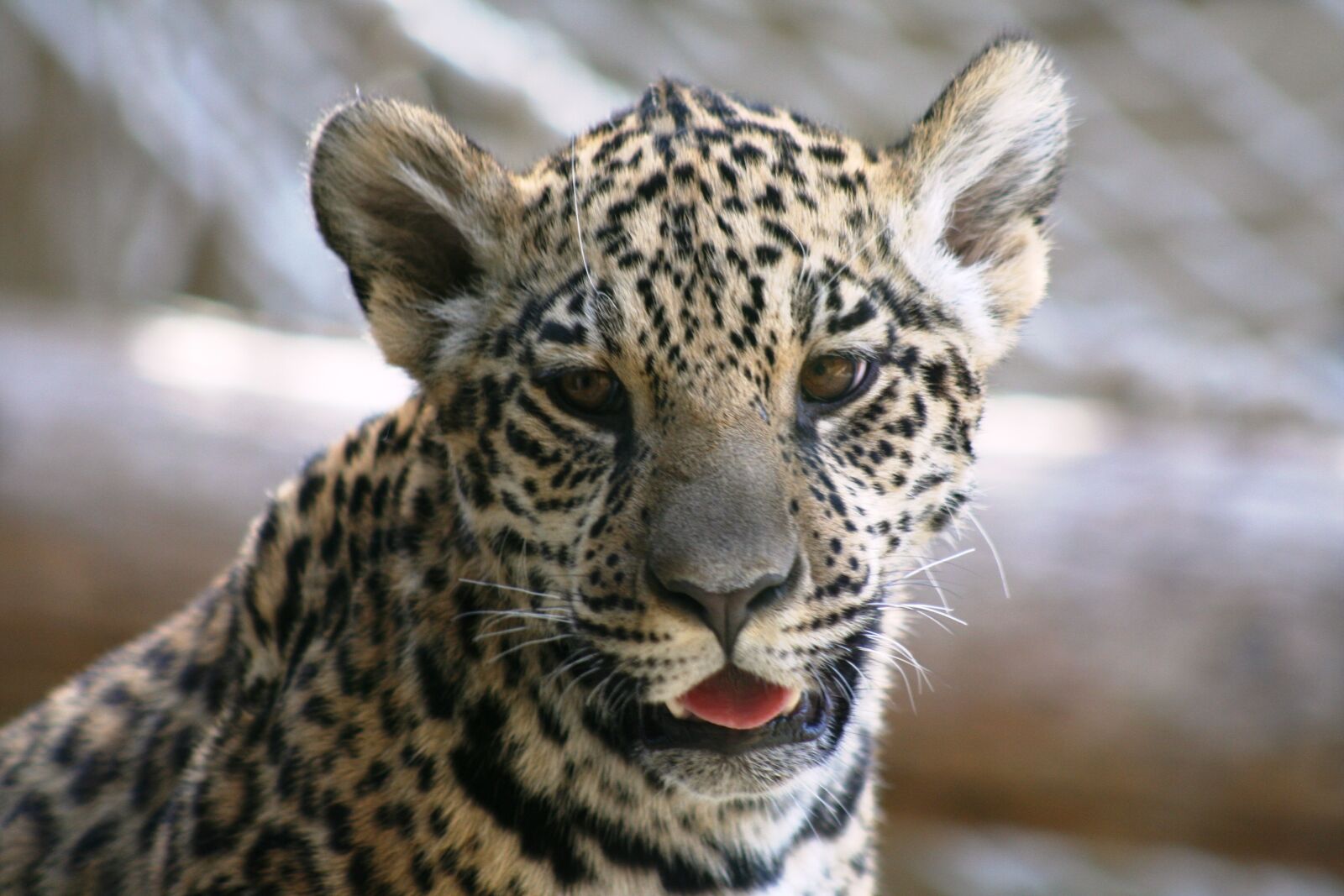 Canon EOS 350D (EOS Digital Rebel XT / EOS Kiss Digital N) sample photo. Leopard, head, attention photography