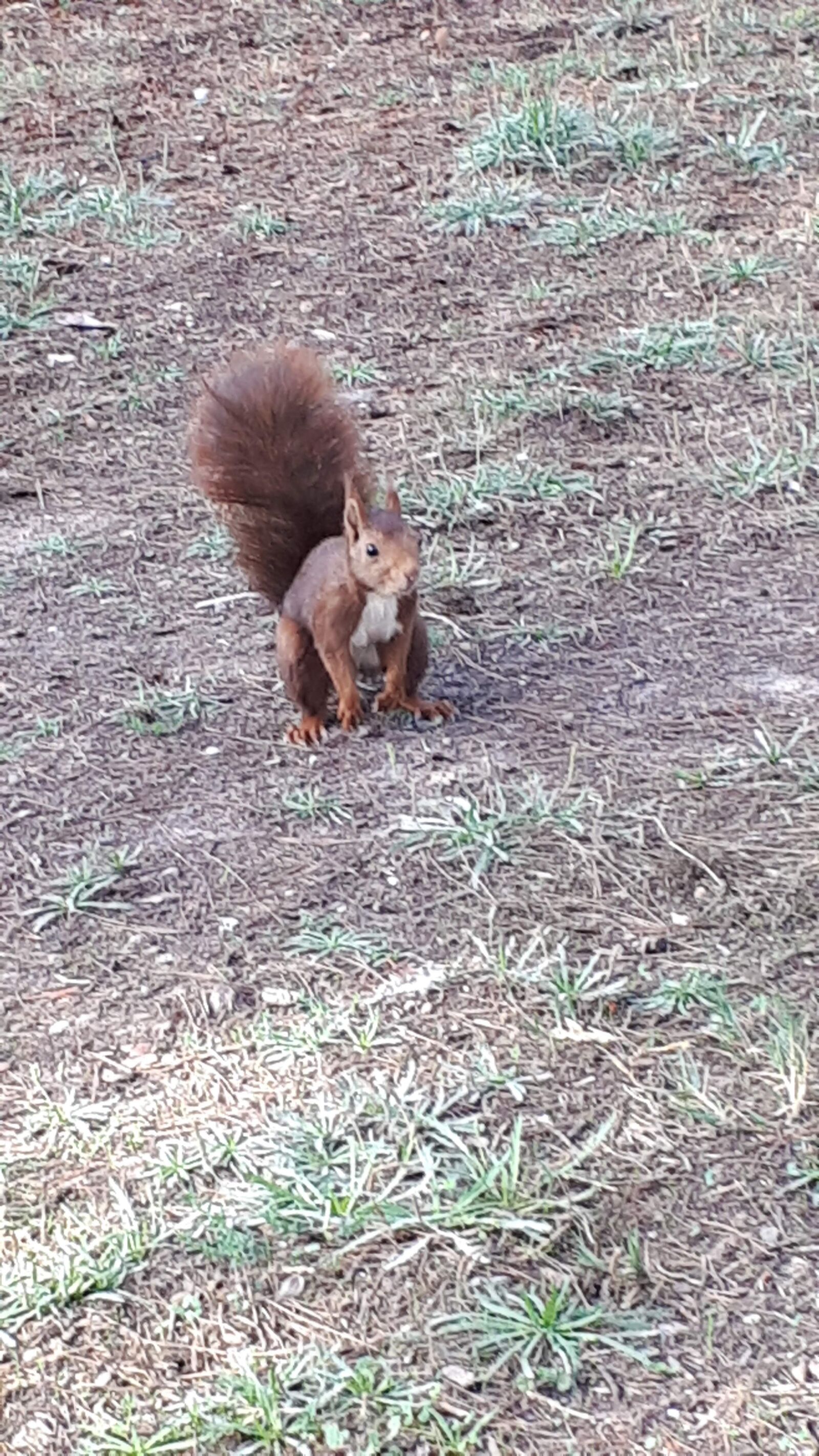 Samsung Galaxy A5(2017) sample photo. Squirrel, nature, sitting photography