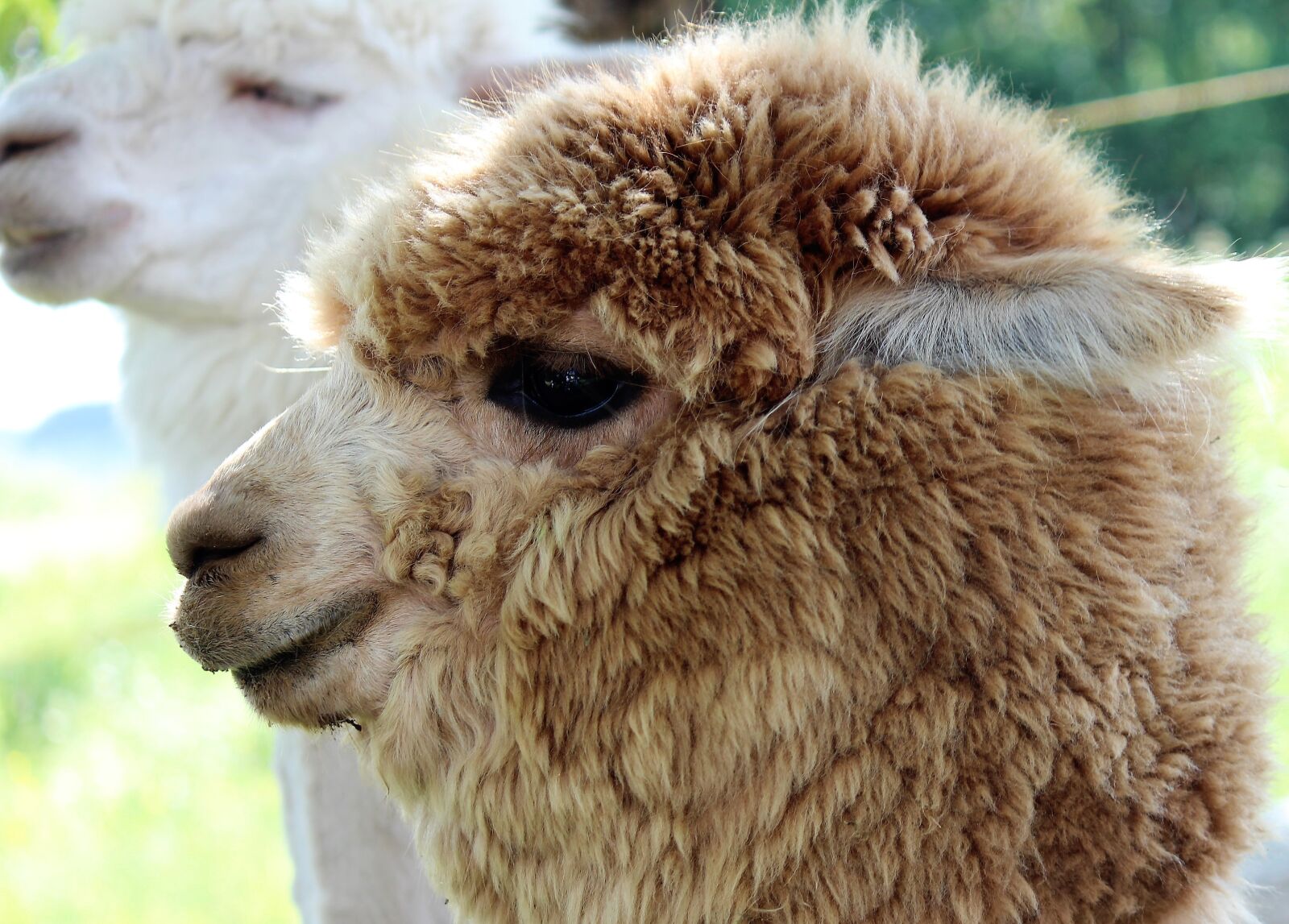 Canon EOS 600D (Rebel EOS T3i / EOS Kiss X5) sample photo. Alpaca, light brown, eye photography
