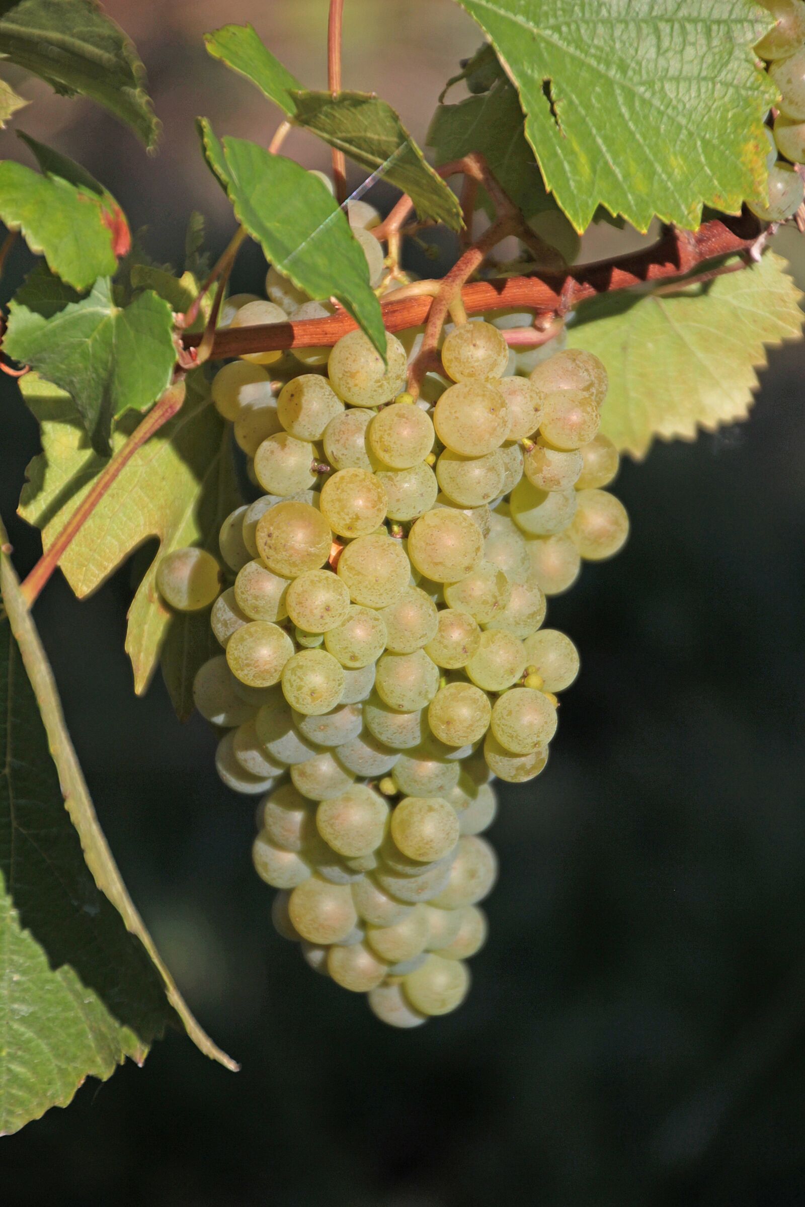 Canon EOS 700D (EOS Rebel T5i / EOS Kiss X7i) sample photo. Grapes, read, vine photography