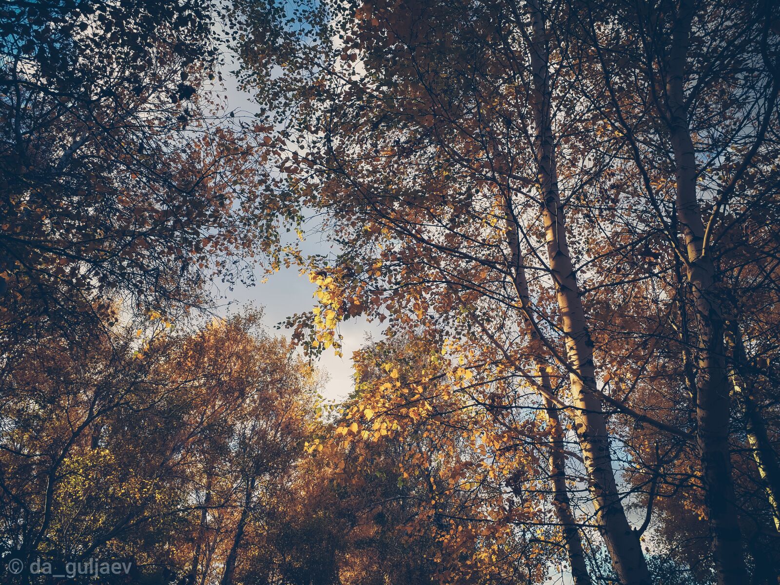 Samsung Galaxy A5(2017) sample photo. Autumn, oneday, september photography