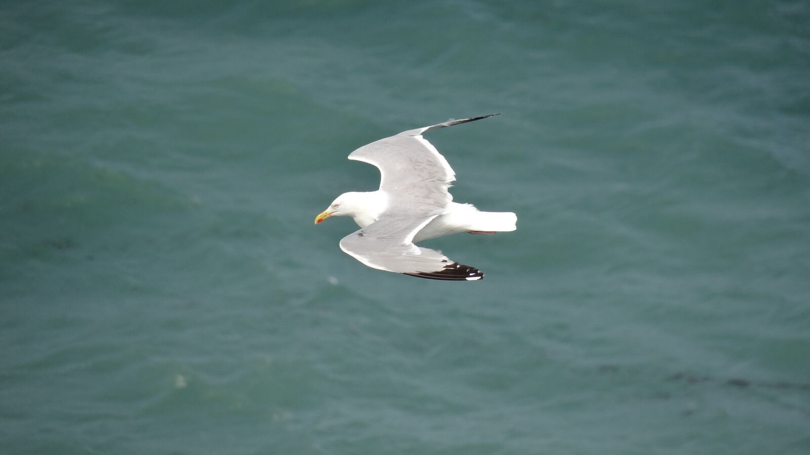Sony DSC-HX200V sample photo. Freedom, fly, ave photography
