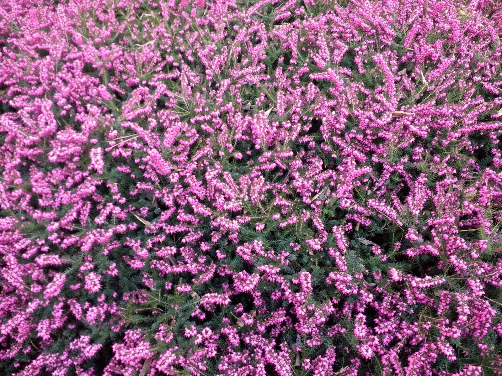 Motorola Moto G (4) sample photo. Heather, purple, flowers photography