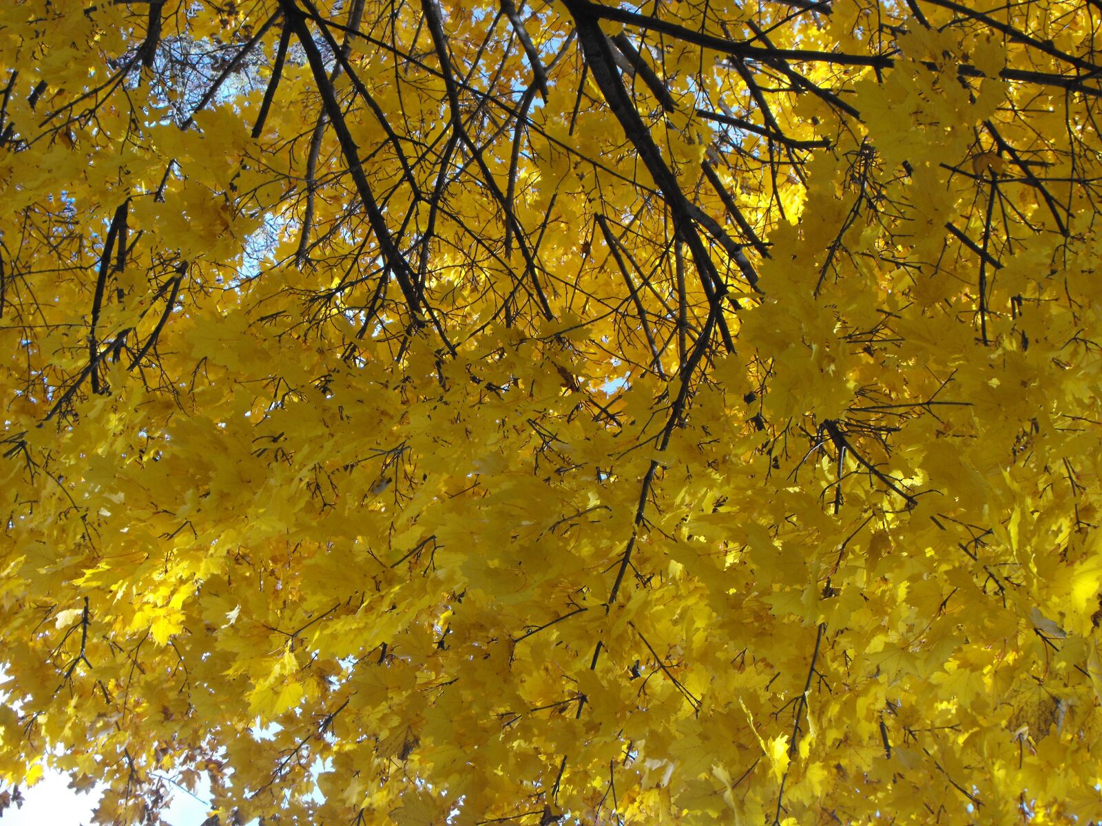 Fujifilm FinePix S1000fd sample photo. Yellow maple tree, leaves photography